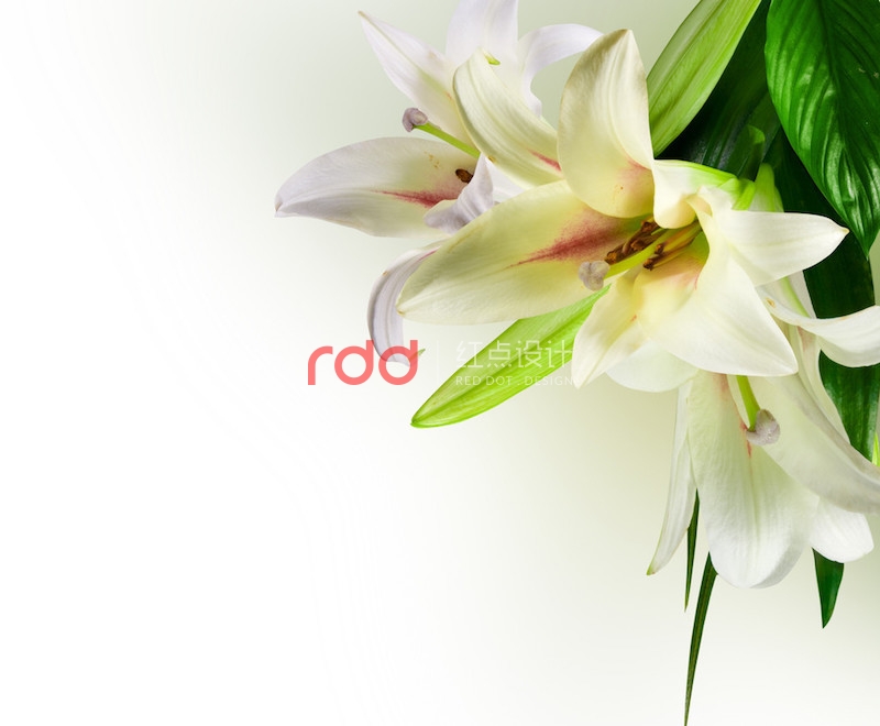 這3類植物放在辦公室裝修空間中能起到大作用-1.jpg 這3類植物放在辦公室裝修空間中能起到大作用-1.jpg