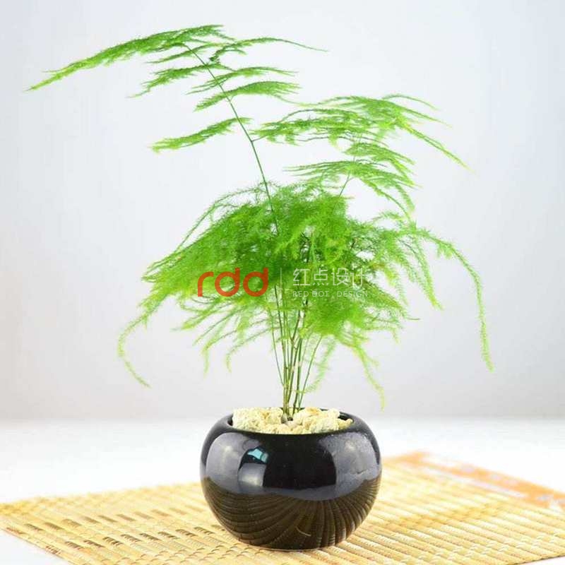 這3類植物放在辦公室裝修空間中能起到大作用-2.jpg 這3類植物放在辦公室裝修空間中能起到大作用-2.jpg
